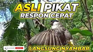 Suara Burung Kutilang Untuk Pancingan Kutilang Macet Bunyi & Pikat Paling Ampuh