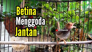 PRENJAK BETINA | Masteran Prenjak Betina Gacor Istimewa Suara jernih Menggoda Prenjak Jantan |.