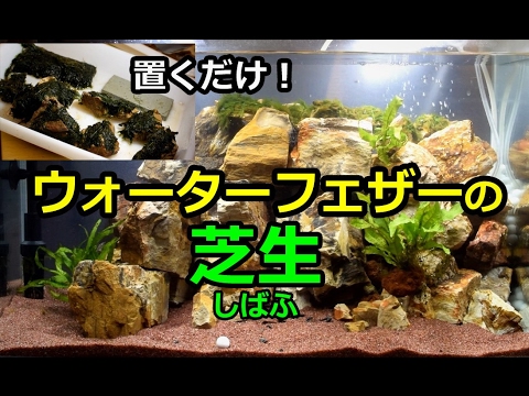 置くだけ ウォーターフェザーの芝生 絶壁レイアウト水槽立ち上げpart4 Youtube