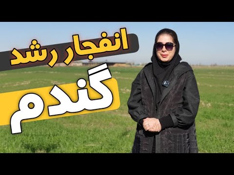 تصویری: گندم زمستانه چه زمانی کشت می شود؟