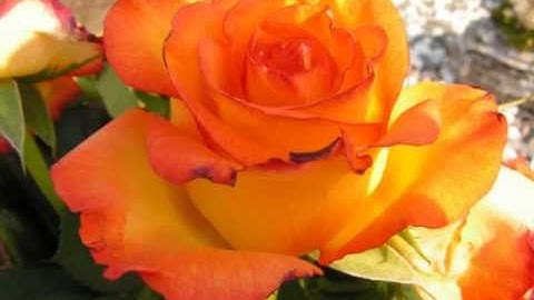 Das Leben - ein Gedicht mit Musik von Kevin MacLeod