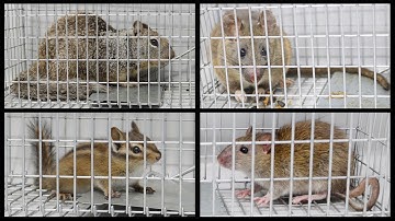 Catching Rats, Squirrels, & Chipmunks With the Tomahawk Trap. Mousetrap Monday