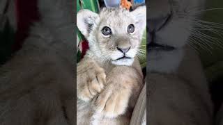 ??? WOW adorable baby lioncub lion kitten foryou fpy cute kitty