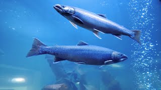 DIPAC Macaulay Salmon Hatchery in Juneau, Alaska 😀👋🐟