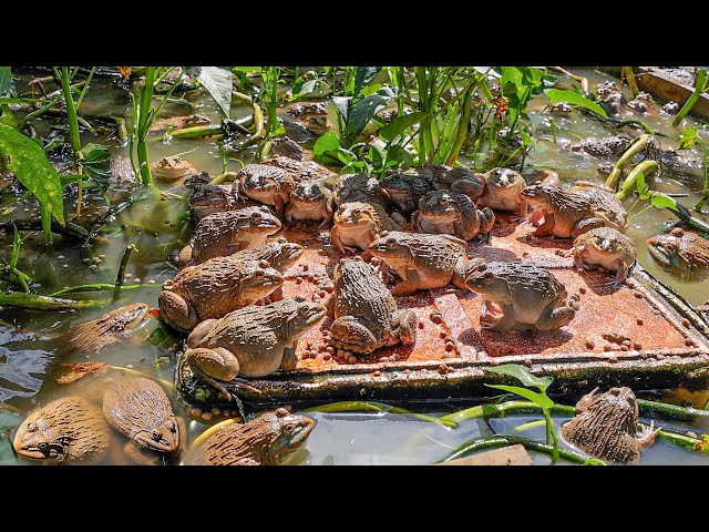 Raising 400 Frogs in a Small Pond   Raising Frogs Naturally and Growing Choy Sum The End class=