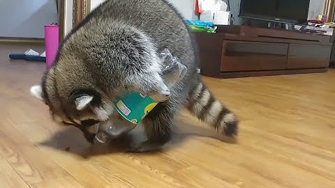 Ghetto Monkey Eating Bananas (Funny Voiceover without intro) Please Subscribe Us For More