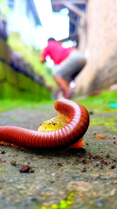Here you are...! I'll give you candy #shorts #candy #millipedes