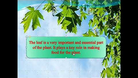 Leaf | Plant and Its Parts | CBSE Class 3 Science | Dav EVS