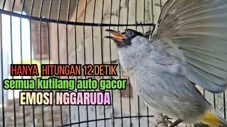 PANCINGAN kutilang GACOR FIGHTER ISIAN, manjur buat JADIKAN burung tilang langsung ngamuk