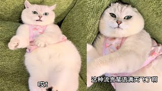 辟謠!不能讓這些流言蜚語毀了我家老芬兒的形象 #我和我的怨種貓咪 #戲精貓 #反骨貓 #邪惡銀漸層