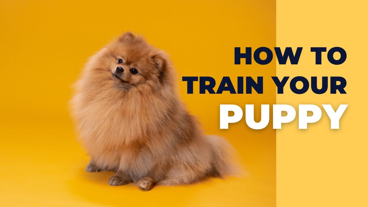 Dog training at home part how to train your dog puppy trainingdog training buttons puppy
