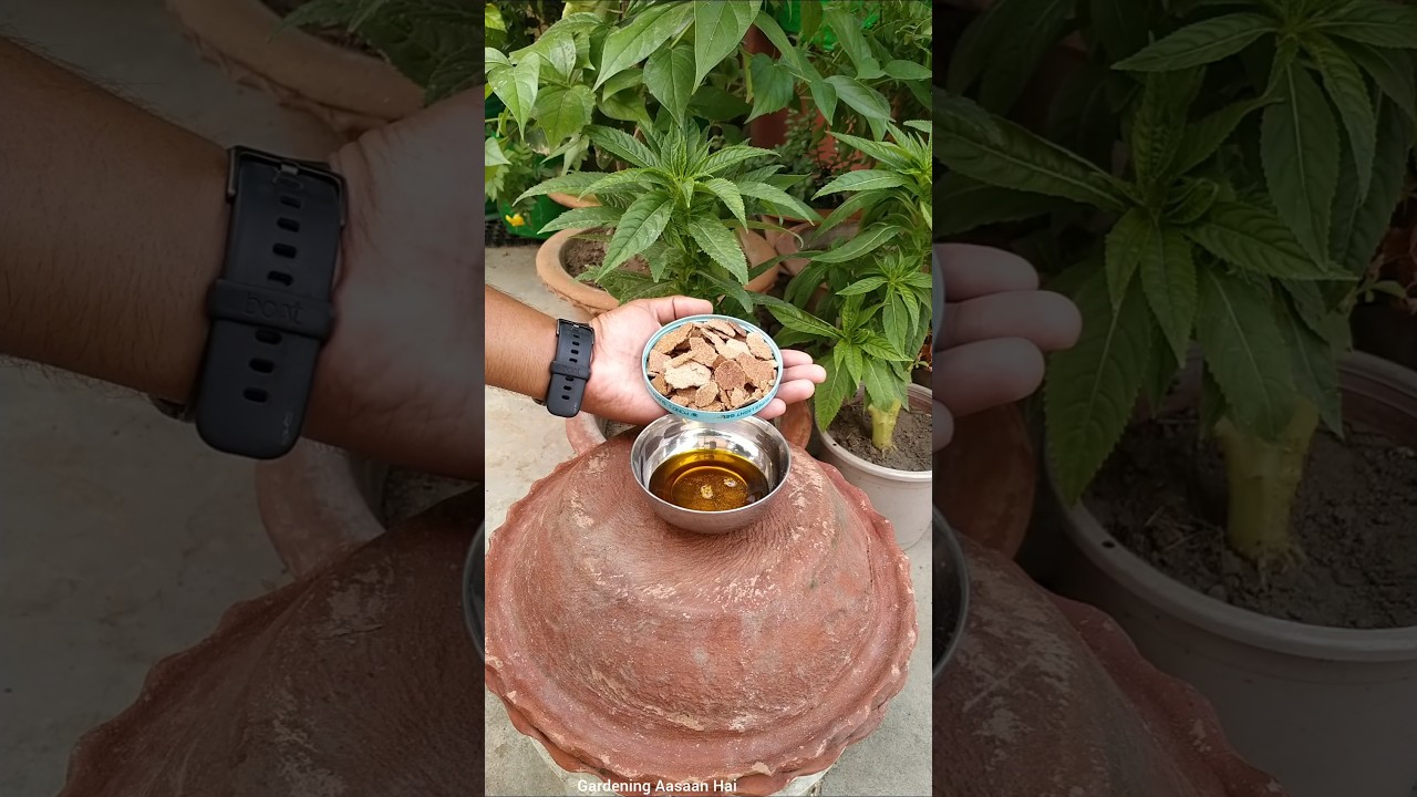 Sarso khali liquid💦 fertilizer || Mustard cake fertilizer for plants