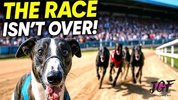 Greyhound Racing – When One Dog Decides the Race Isn’t Over!