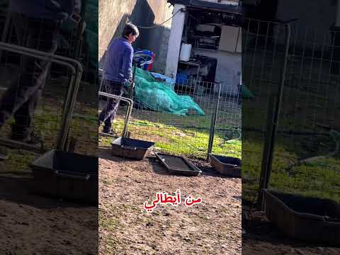 وز يا وز وكله بالحب