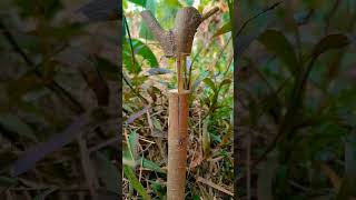 Amazing grafting technique 🪵#airlayering #grafting #craft #diy