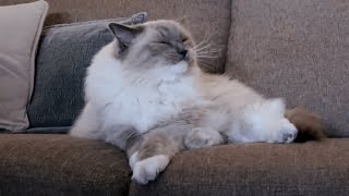 Cute Cat Waking Up From Sleep | Bowie The Ragdoll Cat by Bowie The Ragdoll Cat 3,301 views 3 years ago 3 minutes, 8 seconds