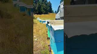 Τρύγος ελατόμελου 2026 #honeybeesting #bee #beekeeper #ελληνικόμέλι #μέλι #ελατομελο