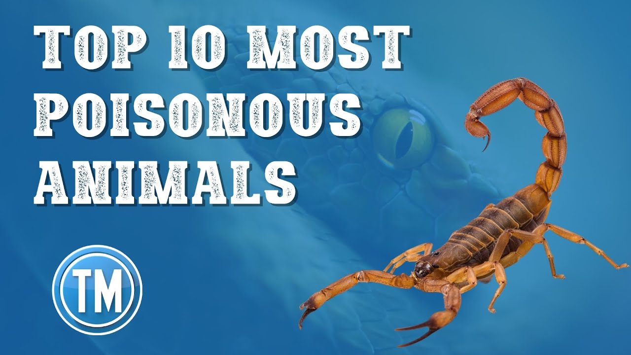 Top 10 Most Poisonous Animals On Earth YouTube