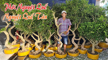 Nguyệt Quế phôi và cây thành phẩm chào bán 4/1 #0949866039 Mạnh Tường