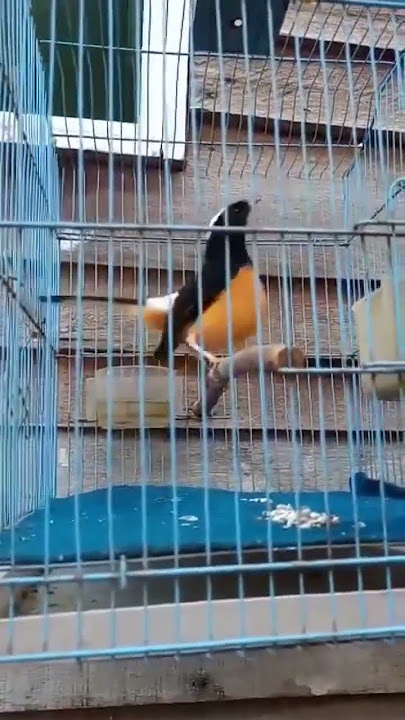 murai batu sabah #shorts