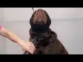 Chubby Labrador Retriever loves the groomers の動画、YouTube動画。