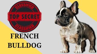 You'll Never Believe this french bulldog  Fact #video #dog #shorts