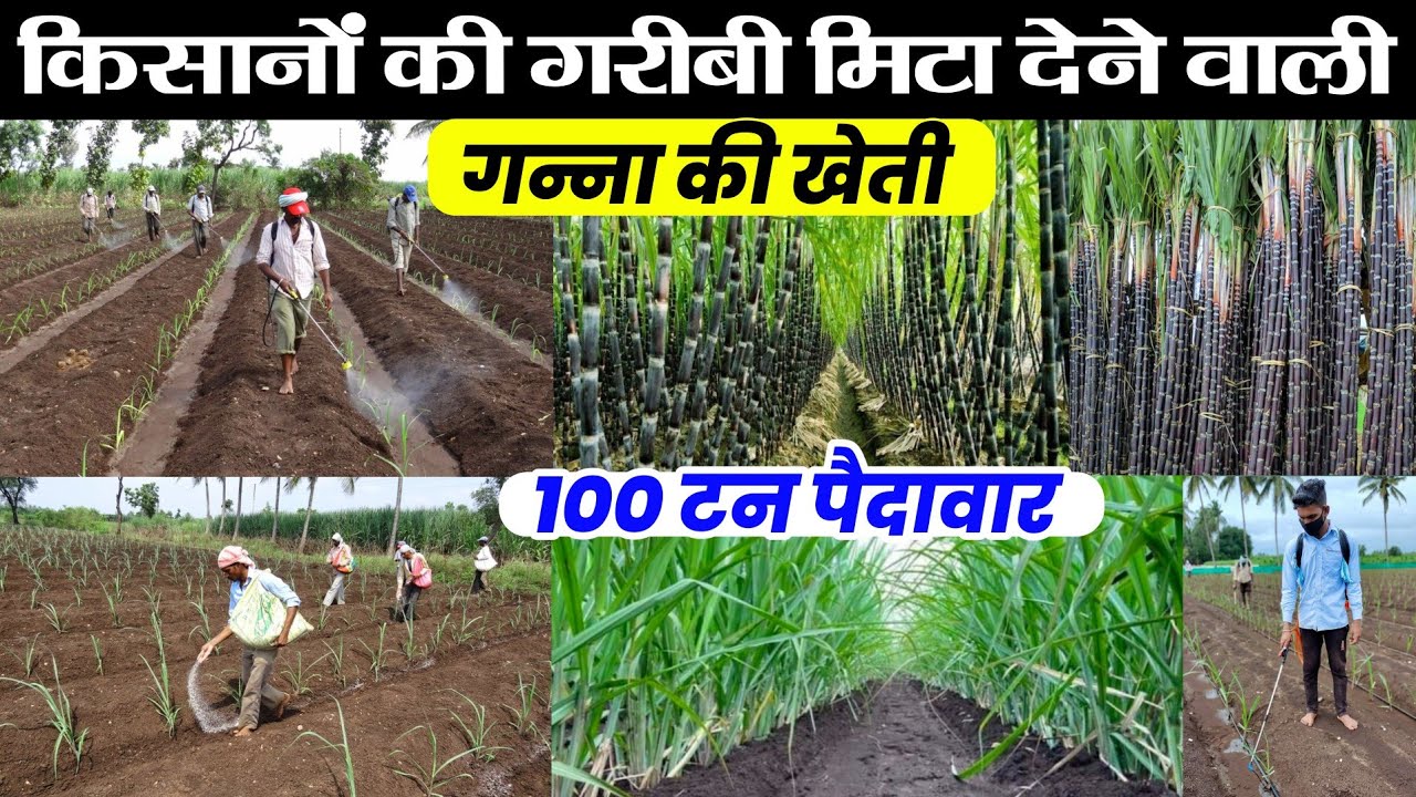 Ganna ki kheti | गन्ना की खेती 1000 क्विंटल एकड़ पैदावार | Ganne ki kheti kaise karen AtoZ sugarcane