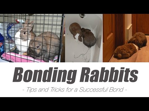 فيديو: كيفية ربط الأرنب