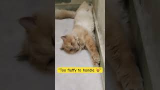 “Ultimate Relax Mode” #cute #pets #cuteanimals