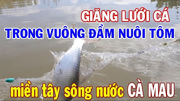 TRONGKHAVLOG giăng lưới cá trong vuông đầm nuôi tôm miền tây sông nước cà mau