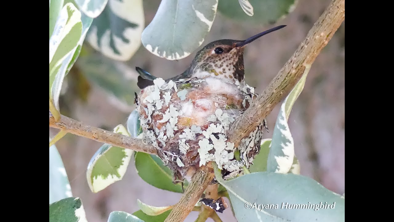 Aryana Hummingbird, Incubating Her First Brood of 2025 - YouTube