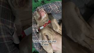 Weimaraner Too Tired To Get Out Of Bed #weimaraner #weim #weimaraners #dogvideos