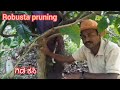 Robusta Pruning