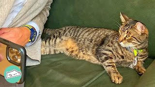 Stray Cat Jumps off Tree And Starts Living in City Hall | Cuddle Buddies