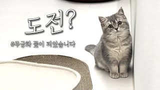 Vlogㅣ맑은눈 랄프의 집사 놀리기ㅣ무궁화 꽃이 피었습니다ㅣ아기고양이 채터링ㅣ일상 브이로그 by 깨발랄프 : Bubbly Ralph  2,514 views 8 months ago 8 minutes, 3 seconds