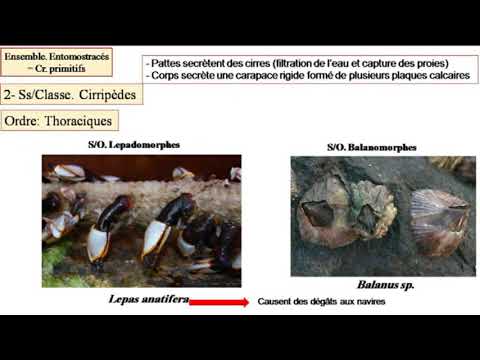 Vidéo: Les myriapodes ont-ils un exosquelette ?