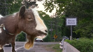 Sesame stays: Owners can keep senior goat at center of neighborhood controversy