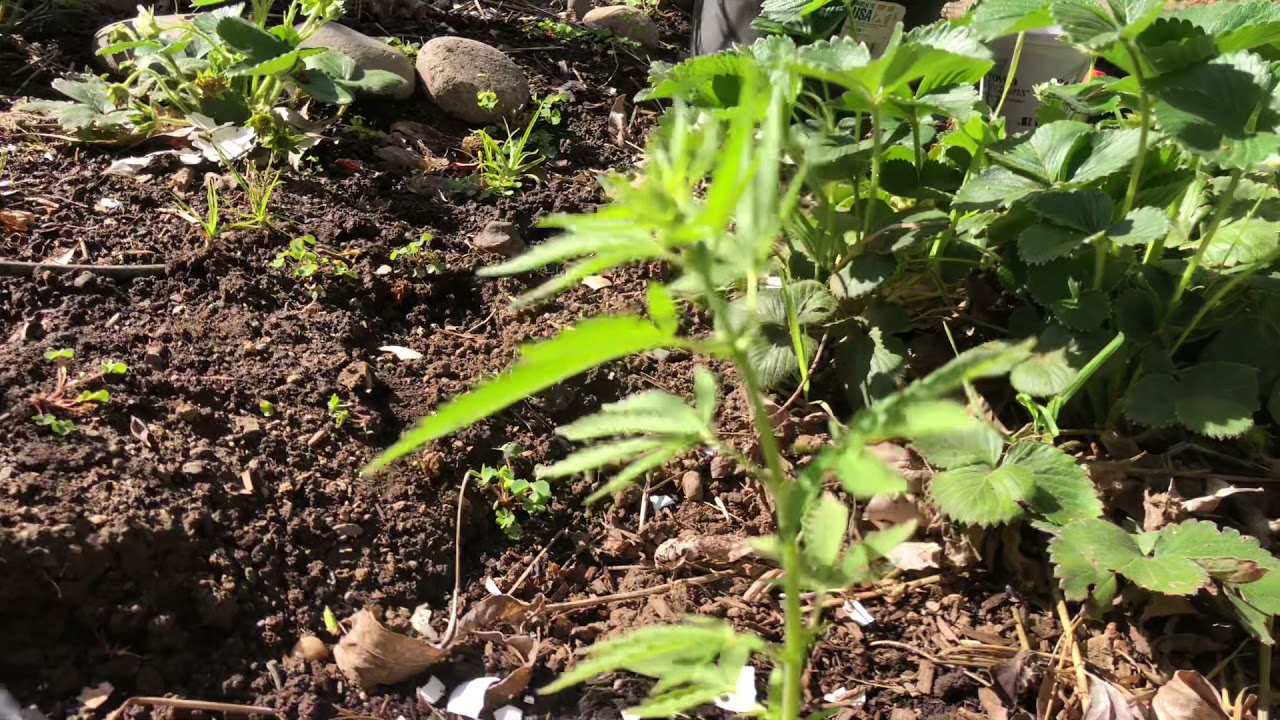 Comparing a male and female marijuana plant