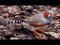 FINCH BIRD FLYING VIDEO