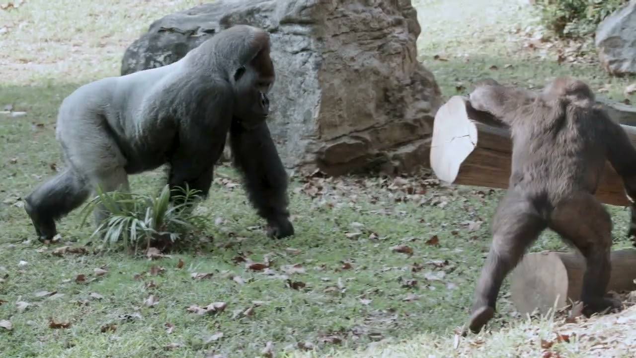 GorillaStory: Mischievous Moke | Smithsonian's National Zoo and
