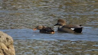 ビデスコ 野鳥 2019.11.17　オカヨシガモ　(Gadwall)