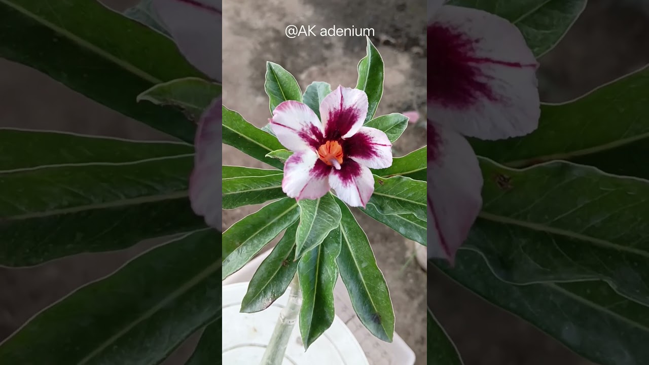 purple butterfly 💜adenium 