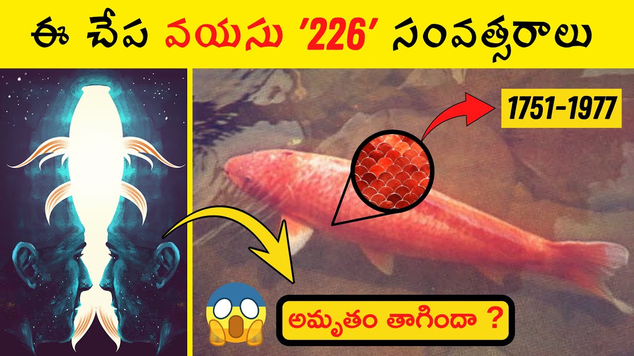 Top 10 Interesting Facts you never know in Telugu Telugu Facts