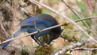 Bird identification  Steller’s Jay ￼call and sight #Birdwatching by I Love to Explore Oregon 153 views 2 months ago 1 minute, 3 seconds