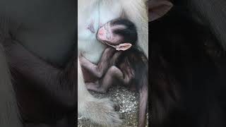 Download Lagu Fun scenes of little monkeys and baby monkey activities ( Newborn baby Monkeys Entertainment ) Ep 32 MP3