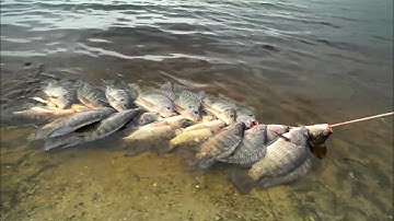 Cận Cảnh Qúa Trình Cá Rô Phi Sinh Sản