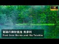 [4K]【奥蓼科】新緑の御射鹿池 Fresh Green Misyaka pond, Oku-tateshina Nagano 2020 "Healing"