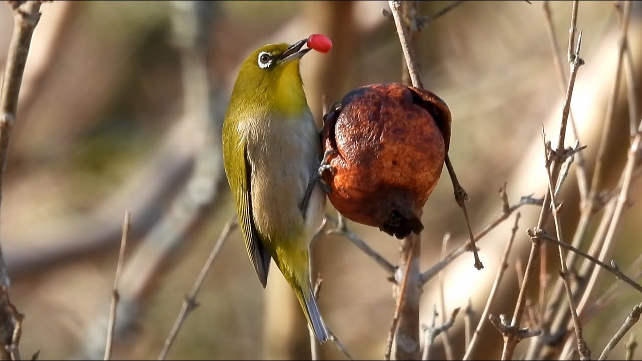 ザクロとメジロ (4K) / pomegranate and Japanese White-eye - YouTube