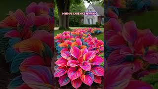 Bring life and color to your yard with Colorful Hosta Seeds 🌸 #garden #gardendelight #plants