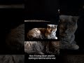 FunCatyBaby - Cat Chooses Rest